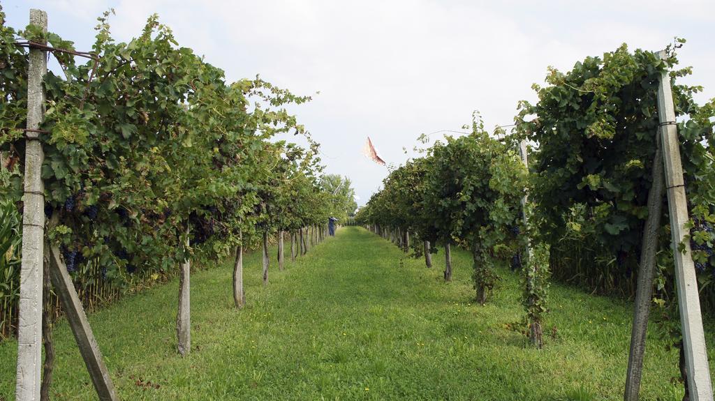 Agriturismo Da Gas 산 조르지오 외부 사진